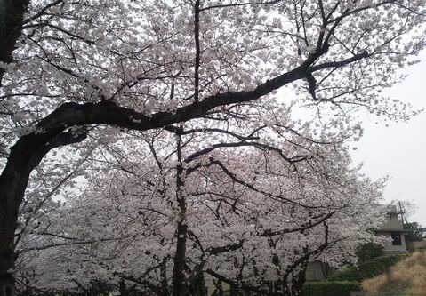桜リサイズ.jpg